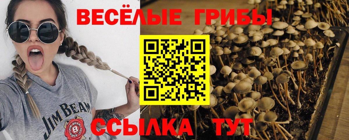Галлюциногенные грибы Cubensis Беслан